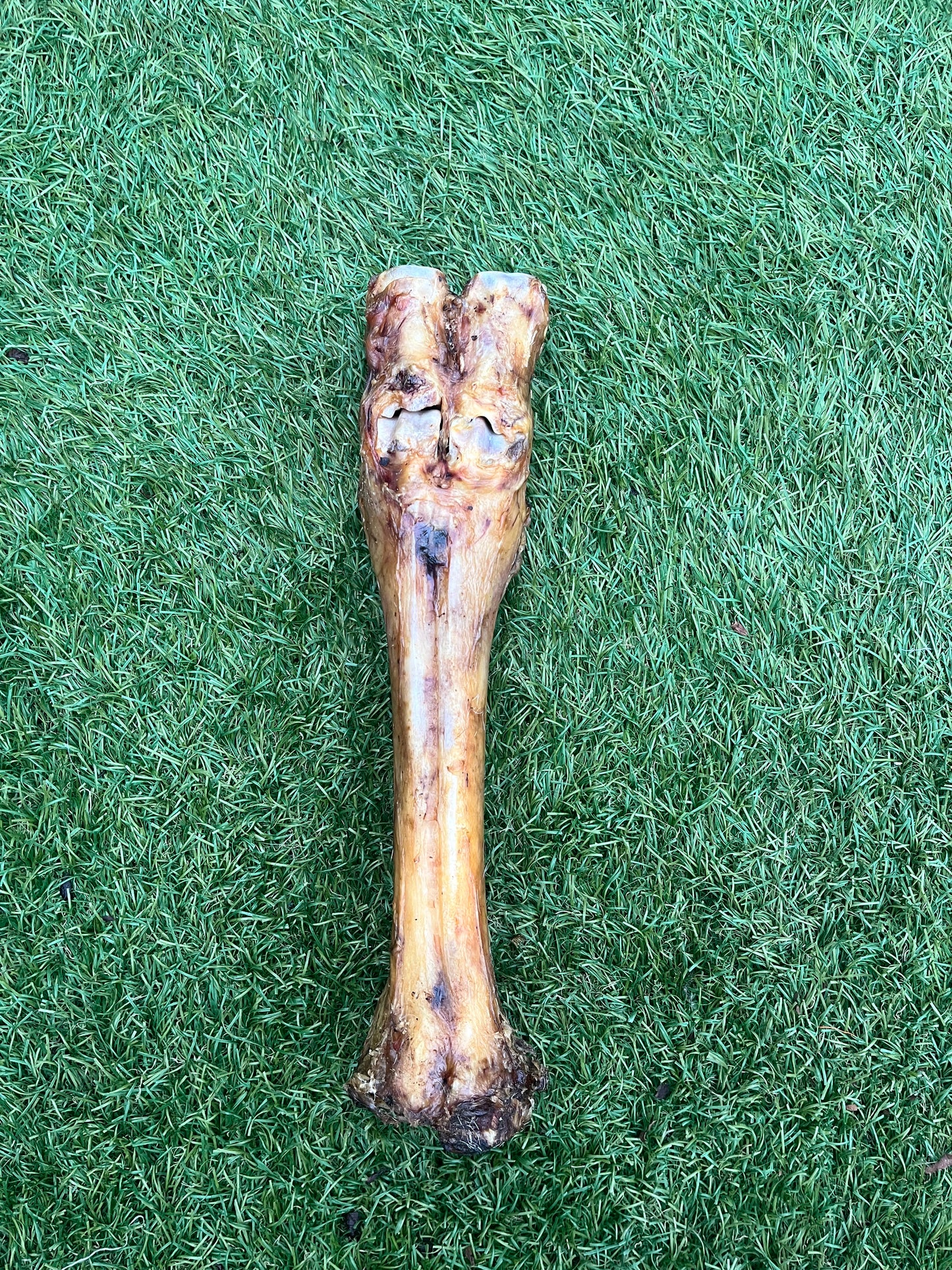 Cows Leg XL