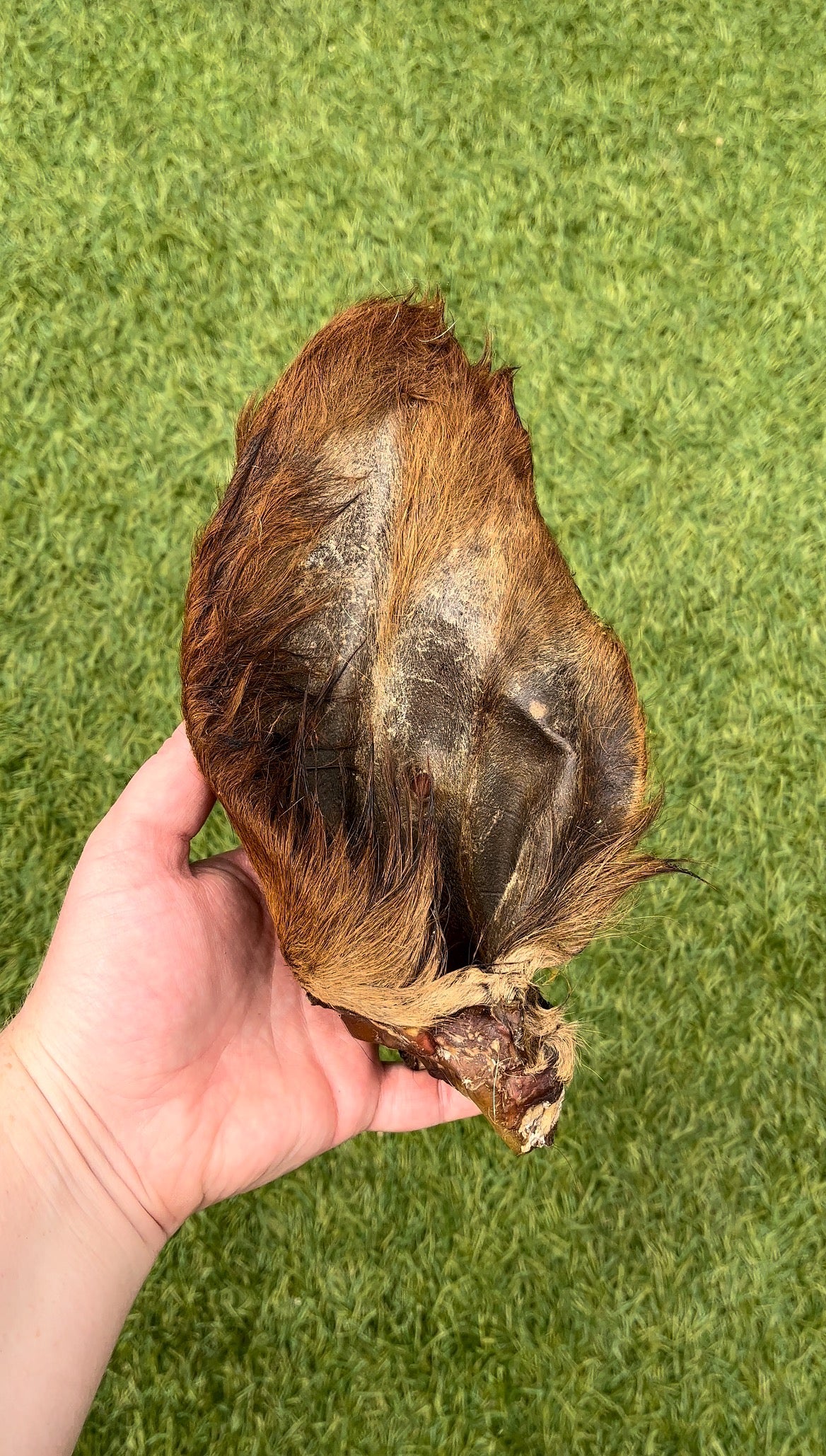 Cows Ear